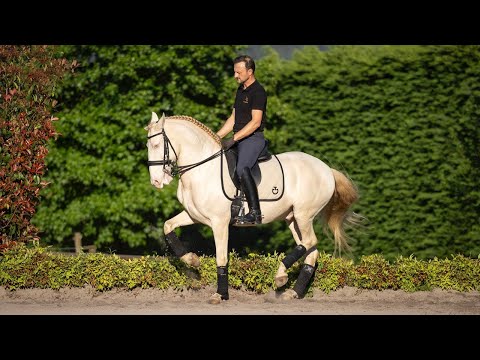 **SOLD** Piro Free Cremello Gelding - beautiful petite Lusitano for amateurs (REF#915)