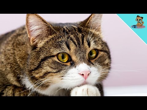 5 Ways Your Cat Tells You She's UNHAPPY! (NEVER ignore)