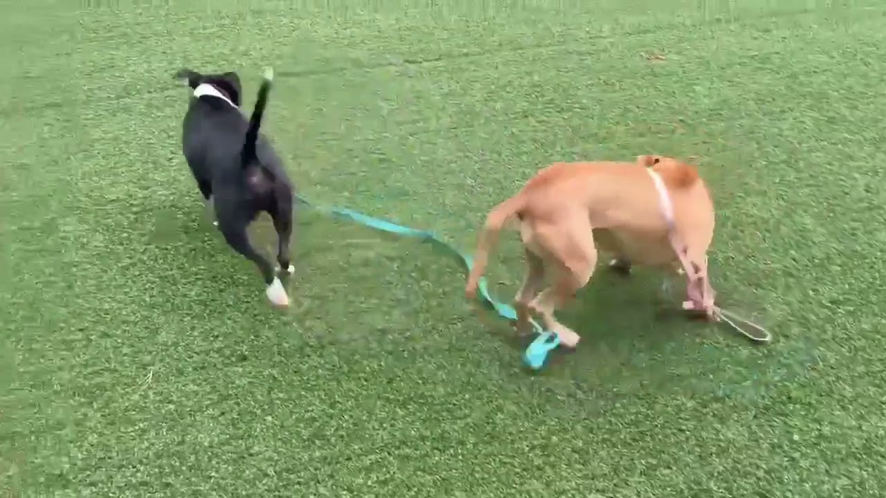 Enlarge Blazer, a Adoptable mixed breed in Hartsville, SC video 5/5