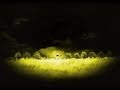 Seafood - No Sense Of Home (2004)