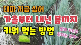김장대파심는시기 대파모종 7월에 심어 가을부터 내년 봄까지 빨리굵게 키워 먹는 방법 대파비닐에 키워 북주고 …