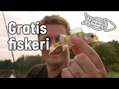 GRATIS FISKERI // FANGSTGARANTI