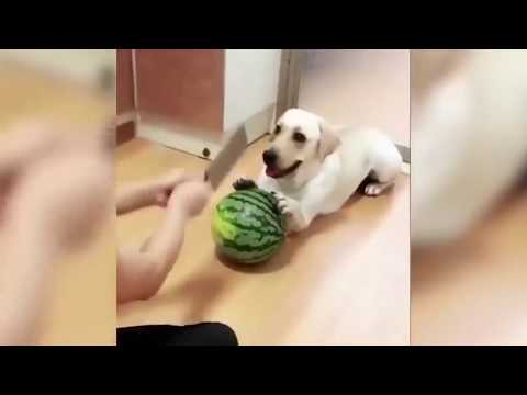 приколы с животными редкое лучшее видео