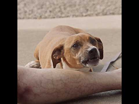 Puppy gets a little too attached to a rotten leg… | #TheRookie