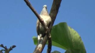 Download lagu Pancingan perkutut lokal alam suara jernih bikin semua jenis kutut auto nyaut langsung gacor mp3