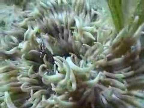 Junger Anemonenfisch, Coral Garden,Ägypten