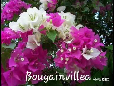 22 native and popular philippine flowers..