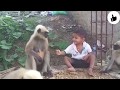 WhatsApp Status Video Tu Mera Bhai Nahi Hai Monkey And Boy Funny Video