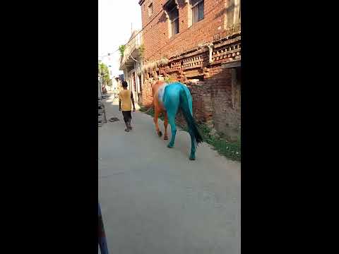 #mere desh ka ghoda tiranga color ka 🇮🇳🇮🇳 #SHORT