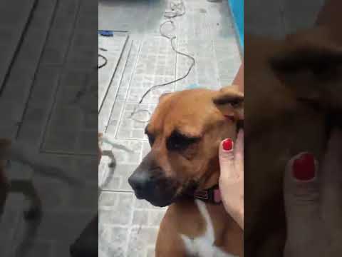 Vídeo de Meredith 