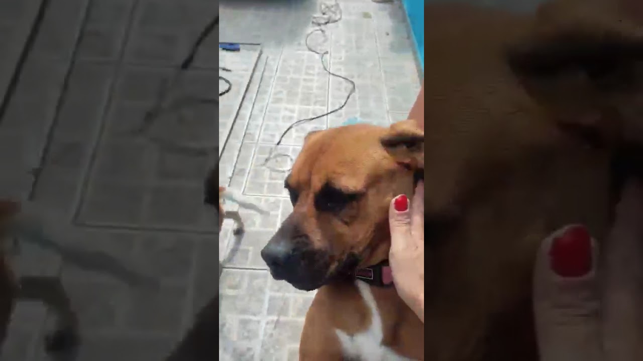 Cachorro raça SRD-ViraLata idade 4 anos nome Meredith 