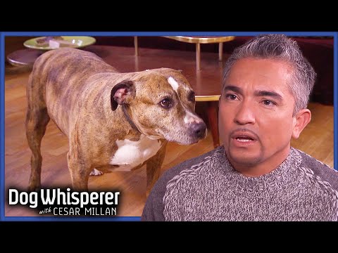 Grieving Dogs Haven't Been Walked In Months | S4 Ep 30 | Dog Whisperer With Cesar Millan