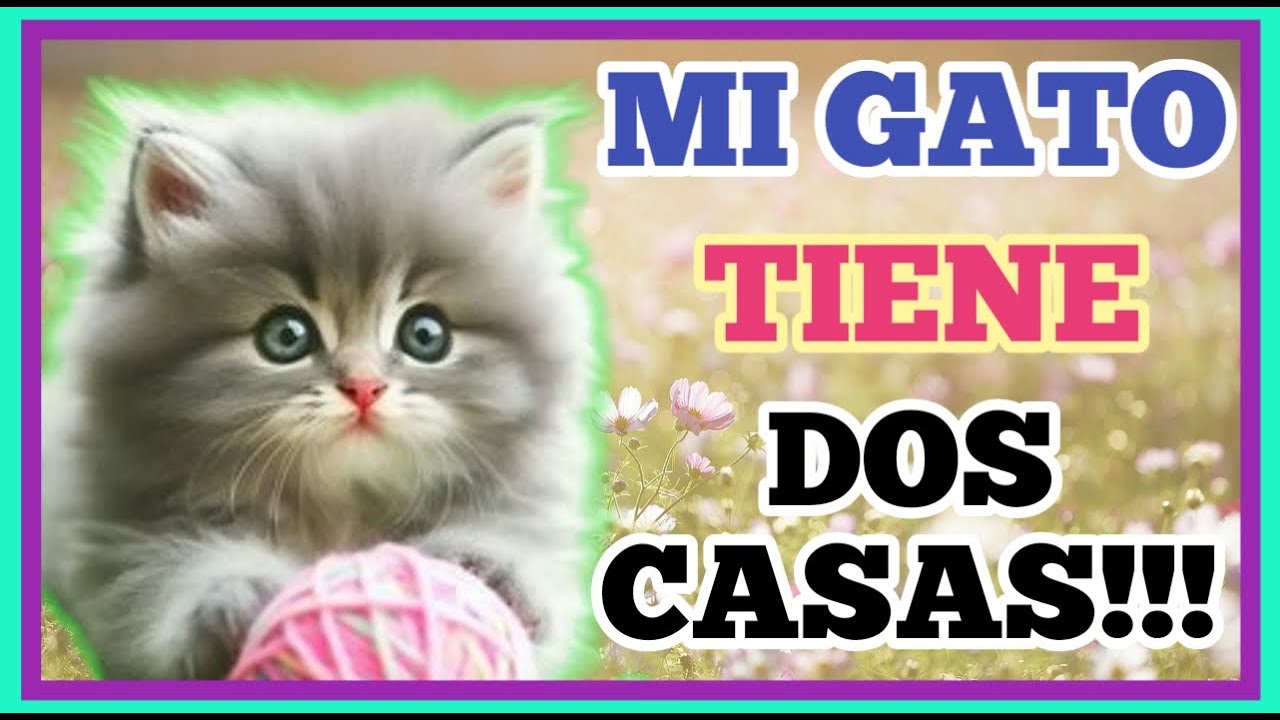 Mi gatito tiene dos casas!!! | cuento corto | cuentos asombrosos | cuentos infantiles