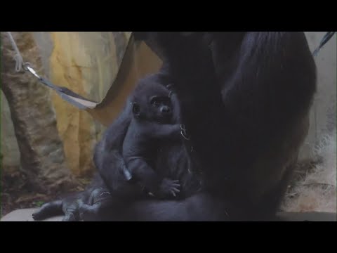 New baby gorilla at Cleveland Metroparks Zoo: Updates on surrogate for Jameela