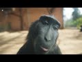 4K Rizz Monkey I Was Never There EDIT By Indy21