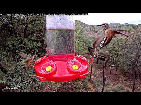 Male Rivoli's Hummingbird Flashes Magnificent Gorget Colors! July 7, 2021 | Cornell Lab