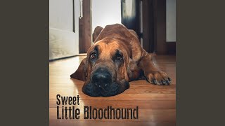 Sweet Little Bloodhound