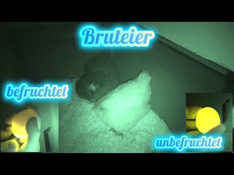 Naturbrut im Oktober - Bruteier von Hühnern durchleuchten (schieren)