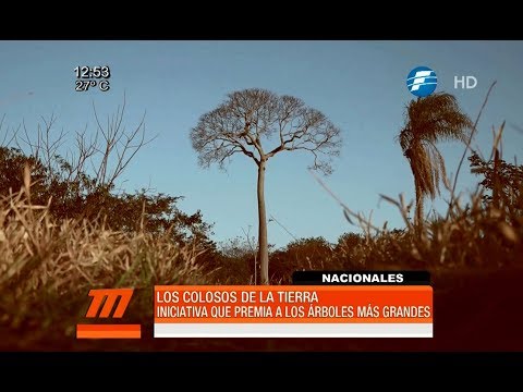 Seleccionan a los finalistas de "Colosos de la Tierra"