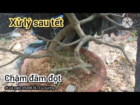 Caring for yellow apricot after Tet | How to deal with slow-budded plants