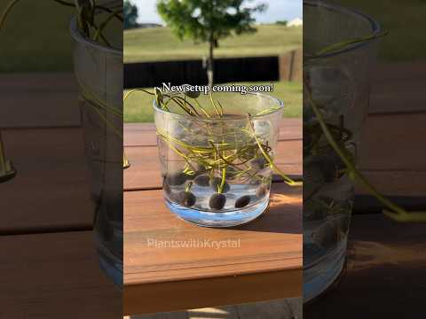 2 weeks of lotus seeds growth #plantlovers #lotusseed #plantgrowth