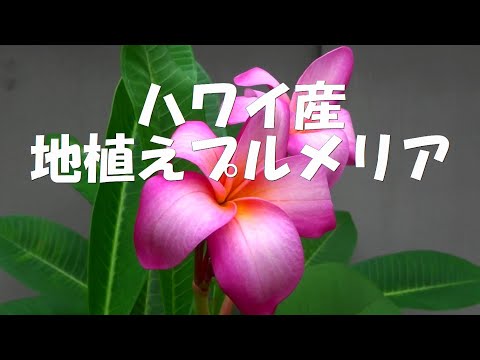 メンテナンス フランジパニ 育てやすい 水 春 夏