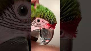 Did You Know Macaws Blush?