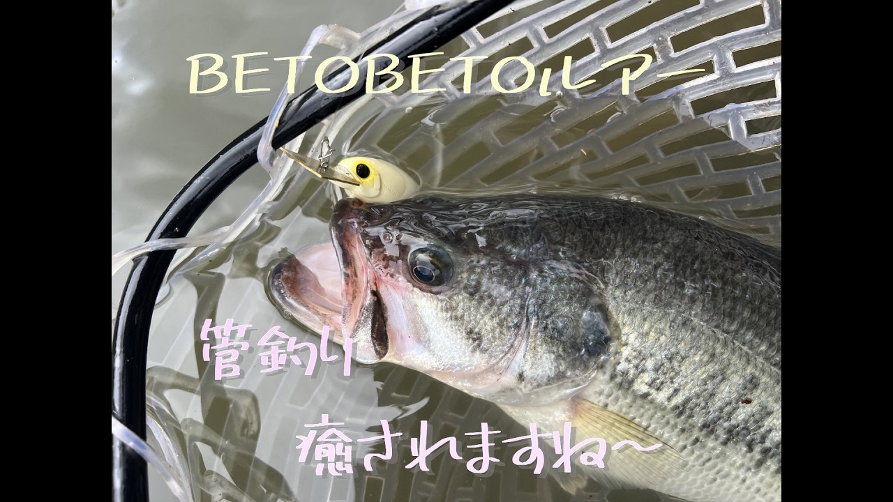 バスの菅釣りへ