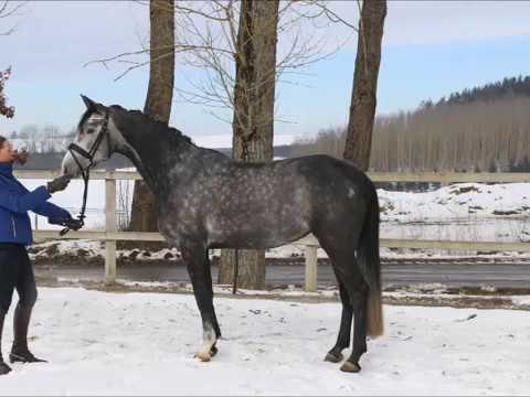 Acasia von Worrenberg, Holst, Alant x Calido, Stute, geb. 2013