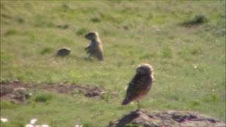 Prairie dogs play fighting (cute) in Badlands National Park