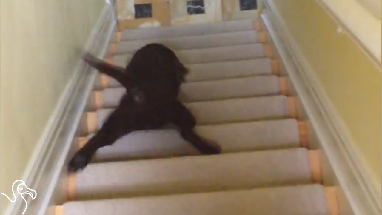 Pets vs. Stairs