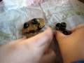 Attack Of The Subway Cookies
