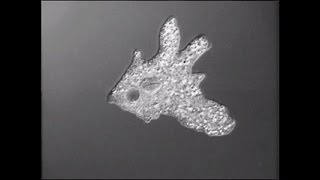 Amoeba and Paramecium