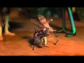 Epic The Humble Fruit Fly
