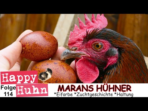E114 Marans im Rasseportrait bei HAPPY HUHN - Farbschlag Schwarz-Kupfer, Marans-Hühner, dunkle Eier