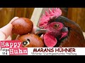 E114 Marans im Rasseportrait bei HAPPY HUHN - Farbschlag Schwarz-Kupfer, Marans-Hühner, dunkle Eier