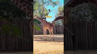 Download lagu How giraffe show their love 😂 drinking her pee 😳😳😳 #giraffe #funnycute #funnyshorts mp3 Download lagu How giraffe show their love 😂 drinking her pee 😳😳😳 #giraffe #funnycute #funnyshorts mp3