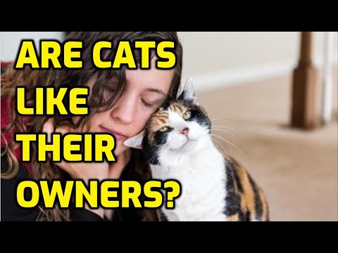 Do Cats Mirror Their Owners Behavior?