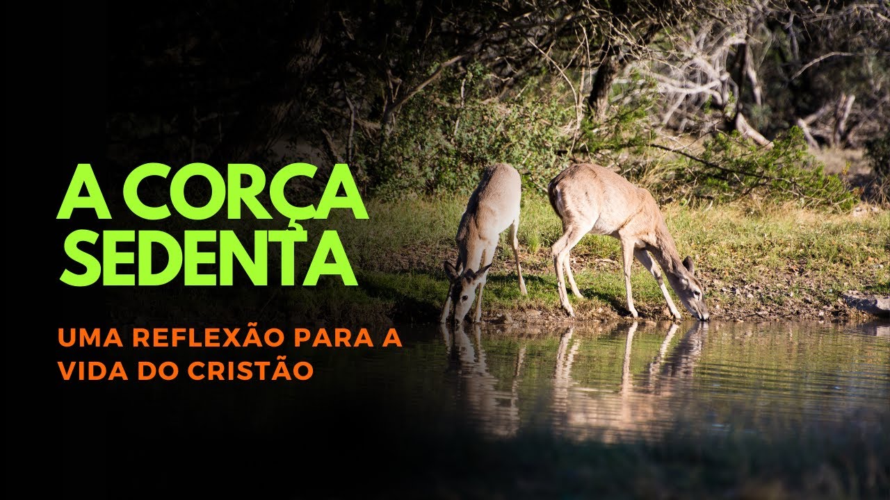 A Corça Sedenta: Uma Reflexão para a Vida do Cristão ✝️