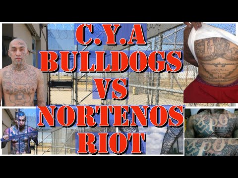 Shocking Gang Riots Exposed: C.Y.A Gladiator School Unveiled