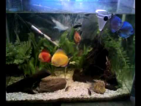 discus fish tank 2009