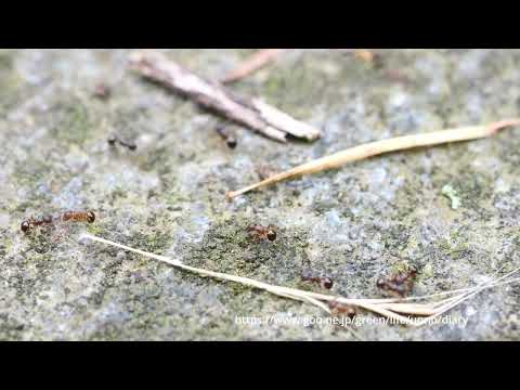 ヒメアリの行進