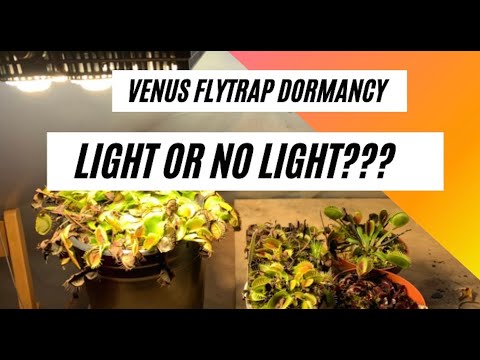 How much light does a dormant Venus Flytrap need?