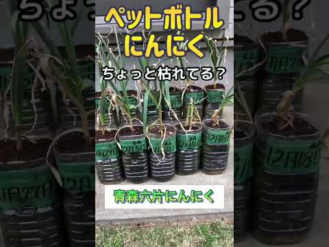 もうニンニクは買わないでください！ペットボトルでニンニクを栽培する方法は次のとおりです。 2 つのチュートリアル + ビデオ  庭園