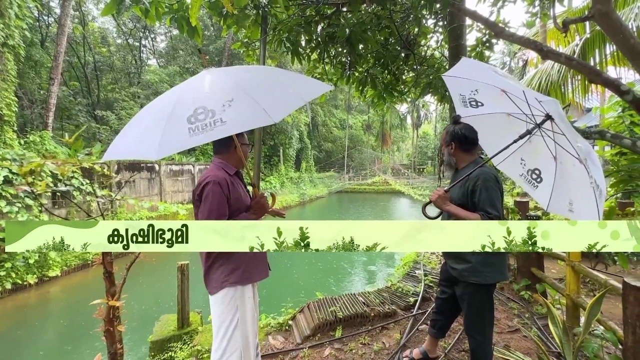 ഒറ്റ കൃഷി ചെയ്യരുത്, ഇടവിള ഉണ്ടെങ്കിലേ ലാഭമുള്ളൂ | Don't do monoculture, it's only profitable if there is an intercropping.