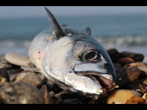 Hunting big numbers of MACKEREL from COAST (makrill, makrell, makrele, mackerel)