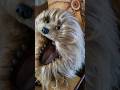 Fizzgig #thedarkcrystal