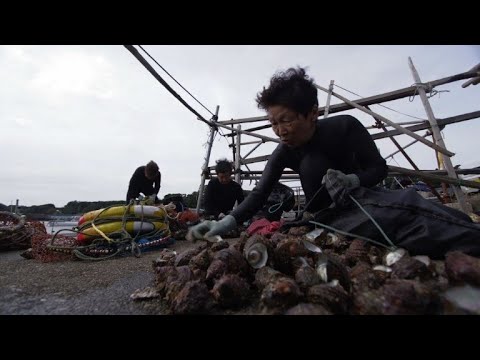 Japan's 'ama' grannies cling to freediving fishing tradition