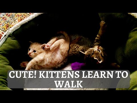 When do kittens start walking? 2 week old kittens learn to walk: so cute!!