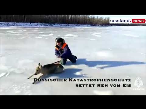 Russischer Katastrophenschutz rettet Reh vom Eis